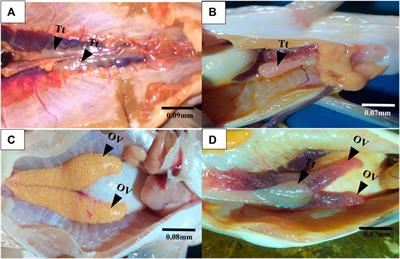 Gonad pathology, sex hormone modulation and vitellogenin expression in Chrysichthys nigrodigitatus from Lagos and Epe lagoons within the southern-lagoon system, Nigeria